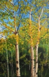 The Trees of Aspen Woods