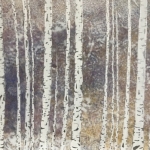 Silver Birch